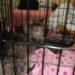 Adoptez un chat | Animauxinfo