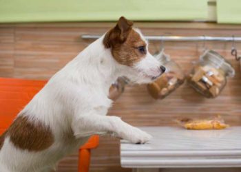 Aliments et régime spéciaux pour chiens souffrant d’insuffisance cardiaque congestive (CHF)