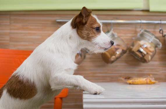 Aliments et régime spéciaux pour chiens souffrant d’insuffisance cardiaque congestive (CHF)