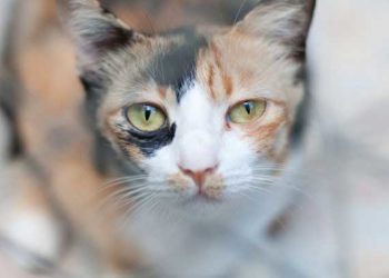 Aliments pour aider les chats constipés