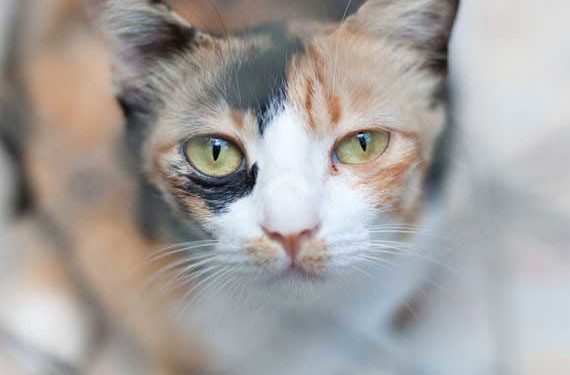 Aliments pour aider les chats constipés
