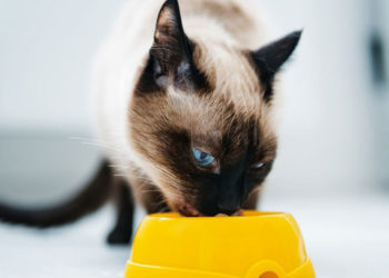 Aliments pour chats souffrant de diarrhée chronique