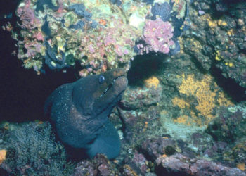 Anguilles sur l’île des Galapagos – Faits, informations et photos