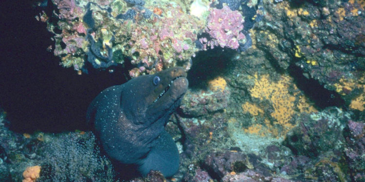Anguilles sur l’île des Galapagos – Faits, informations et photos