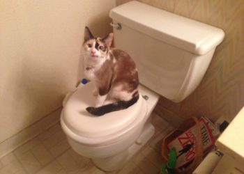 Apprendre à un chat à utiliser les toilettes en utilisant ces méthodes éprouvées