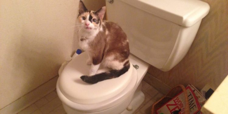 Apprendre à un chat à utiliser les toilettes en utilisant ces méthodes éprouvées