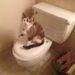 Apprendre à un chat à utiliser les toilettes en utilisant ces méthodes éprouvées