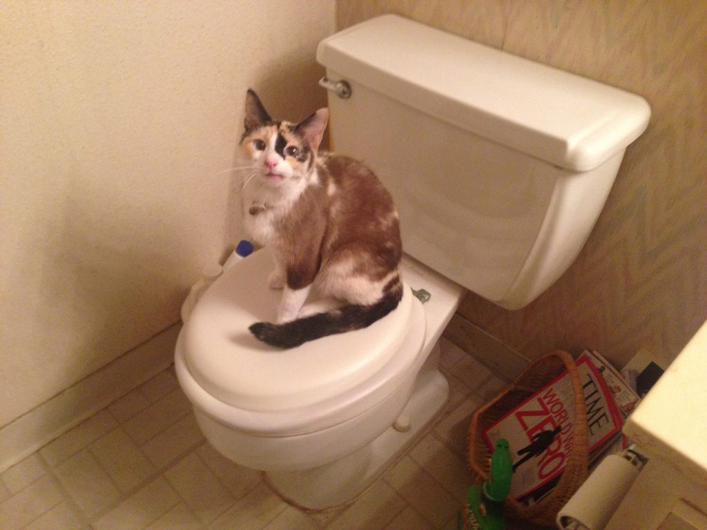Apprendre à un chat à utiliser les toilettes