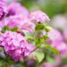 Are Hydrangeas Poisonous to Cats and Dogs?