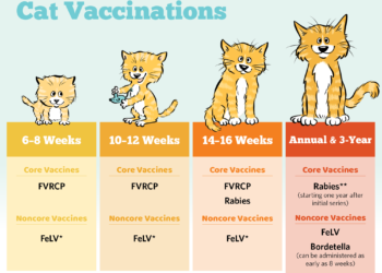 Basic Vaccine Schedule for Cats