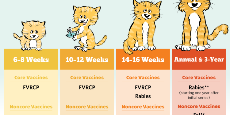 Basic Vaccine Schedule for Cats