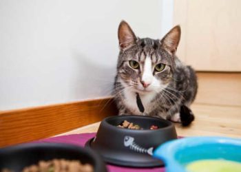 Besoins nutritionnels du chat atteint d’une maladie du foie