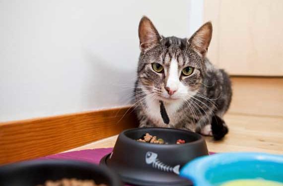 Besoins nutritionnels du chat atteint d’une maladie du foie