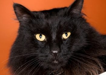 Black Cats and Halloween Adoption