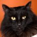 Black Cats and Halloween Adoption