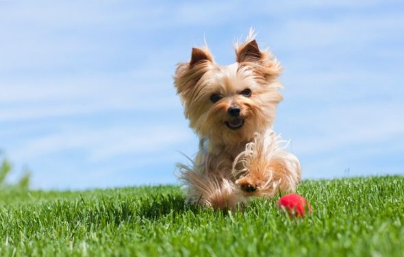 Can I Reapply Flea Treatment Early?