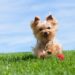 Can I Reapply Flea Treatment Early?