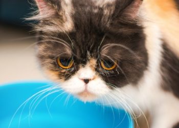 Chat dans la douleur | Symptômes de l’arthrite du chat | La douleur chez les chats