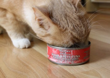 Combien de thon un chat peut-il manger ?