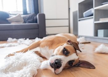 Comment aider un chien souffrant d’anxiété de séparation