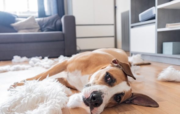 Comment aider un chien souffrant d’anxiété de séparation