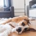 Comment aider un chien souffrant d’anxiété de séparation