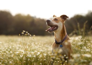 Comment choisir la meilleure pilule tout-en-un Heartworm et puces pour chiens