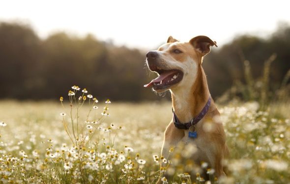 Comment choisir la meilleure pilule tout-en-un Heartworm et puces pour chiens