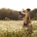 Comment choisir la meilleure pilule tout-en-un Heartworm et puces pour chiens