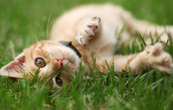 Comment choisir le traitement aux puces le plus sûr pour votre chat