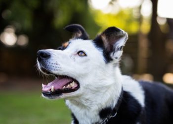 Comment choisir une pilule contre les puces et les tiques pour les chiens