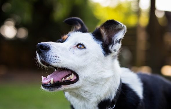 Comment choisir une pilule contre les puces et les tiques pour les chiens