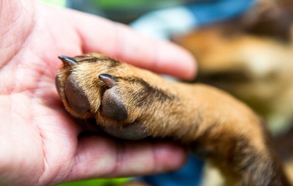 Comment empêcher les ongles d’un chien de saigner