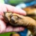 Comment empêcher les ongles d’un chien de saigner