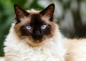 Comment empêcher un chat de perdre beaucoup