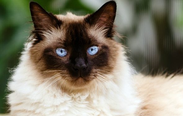 Comment empêcher un chat de perdre beaucoup