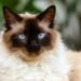 Comment empêcher un chat de perdre beaucoup