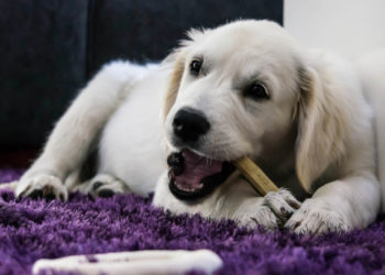 Comment la nourriture affecte-t-elle la santé dentaire des chiens? | Les aliments peuvent-ils garder les dents des chiens en bonne santé?