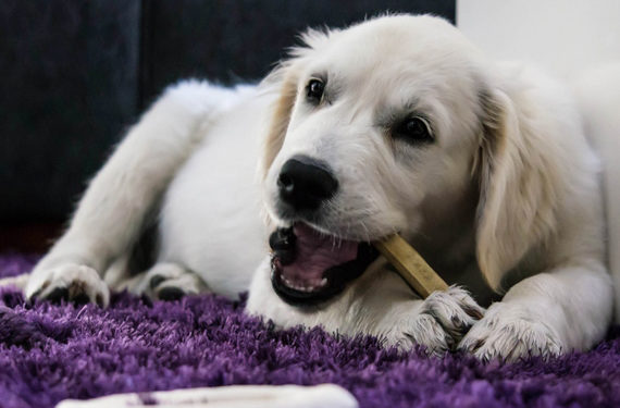 Comment la nourriture affecte-t-elle la santé dentaire des chiens? | Les aliments peuvent-ils garder les dents des chiens en bonne santé?