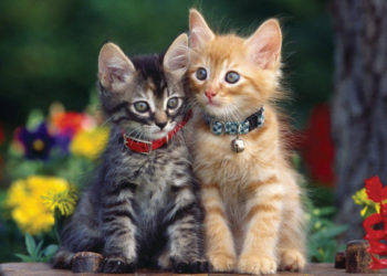 Comment ouvrir un collier de chat à rupture de stock