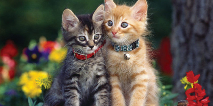 Comment ouvrir un collier de chat à rupture de stock