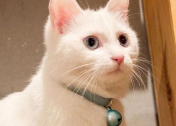 Comment retirer la clochette du collier du chat