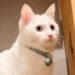 Comment retirer la clochette du collier du chat