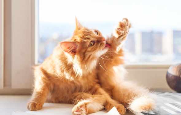 Comment savoir si votre chat est trop soigné