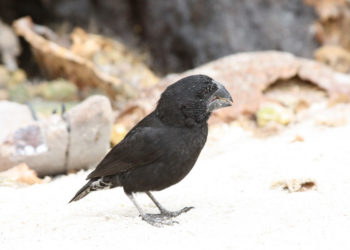 Darwin’s Finches Galapagos Island Birds