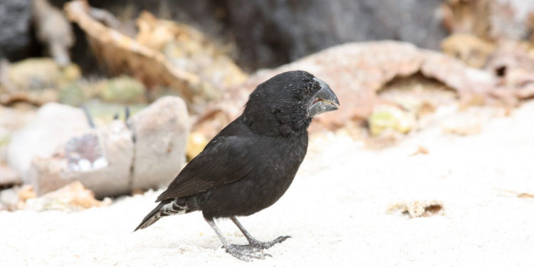 Darwin’s Finches Galapagos Island Birds
