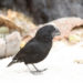 Darwin’s Finches Galapagos Island Birds