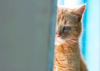 Dépression chez les chats, symptômes et traitement | Troubles de l’humeur chez les chats