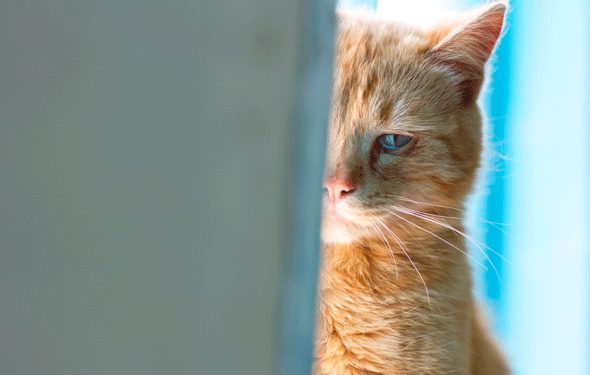 Dépression chez les chats, symptômes et traitement | Troubles de l’humeur chez les chats