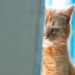 Dépression chez les chats, symptômes et traitement | Troubles de l’humeur chez les chats